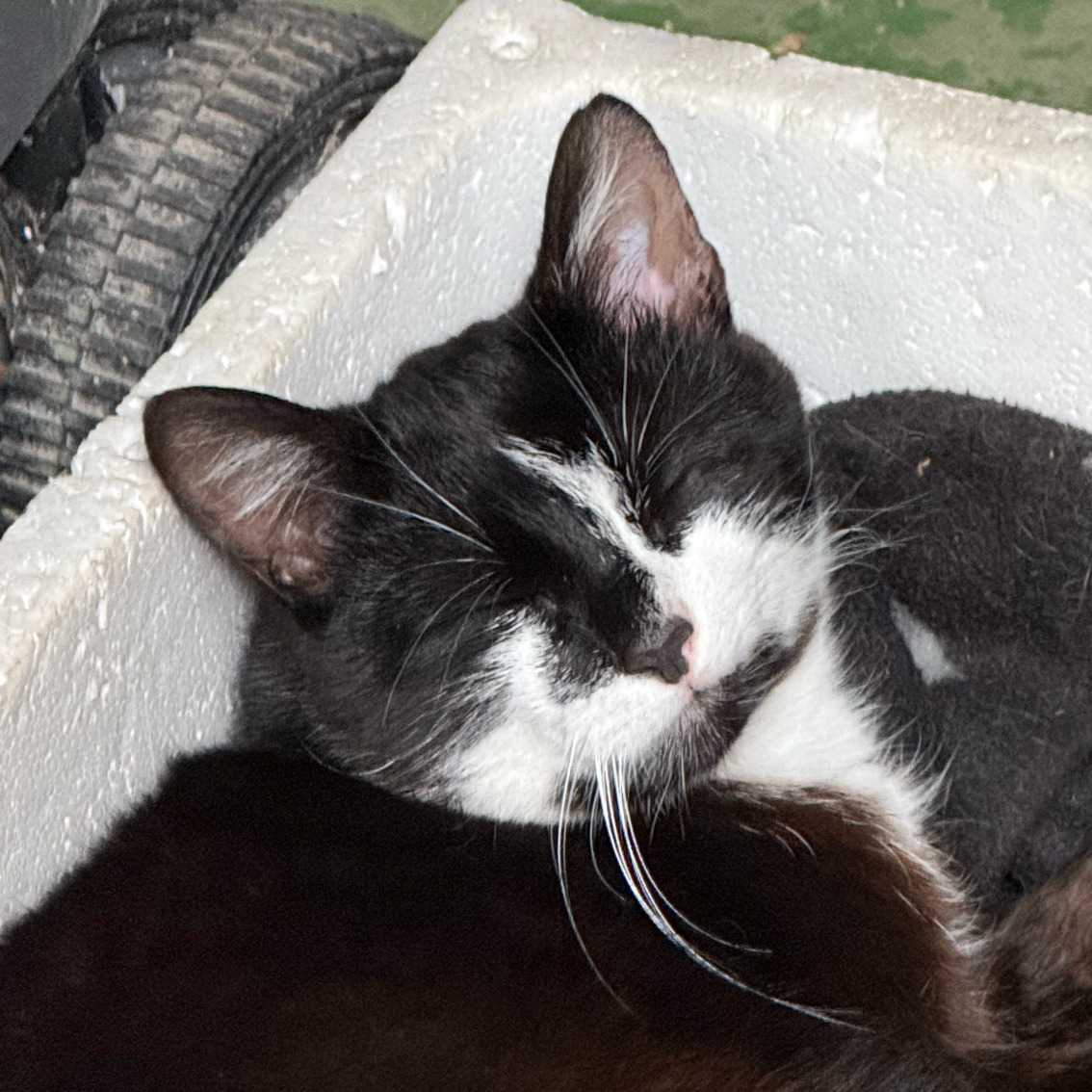 Zorro the long name version to see wrapping happening (and even going to a 3 line as well with this)